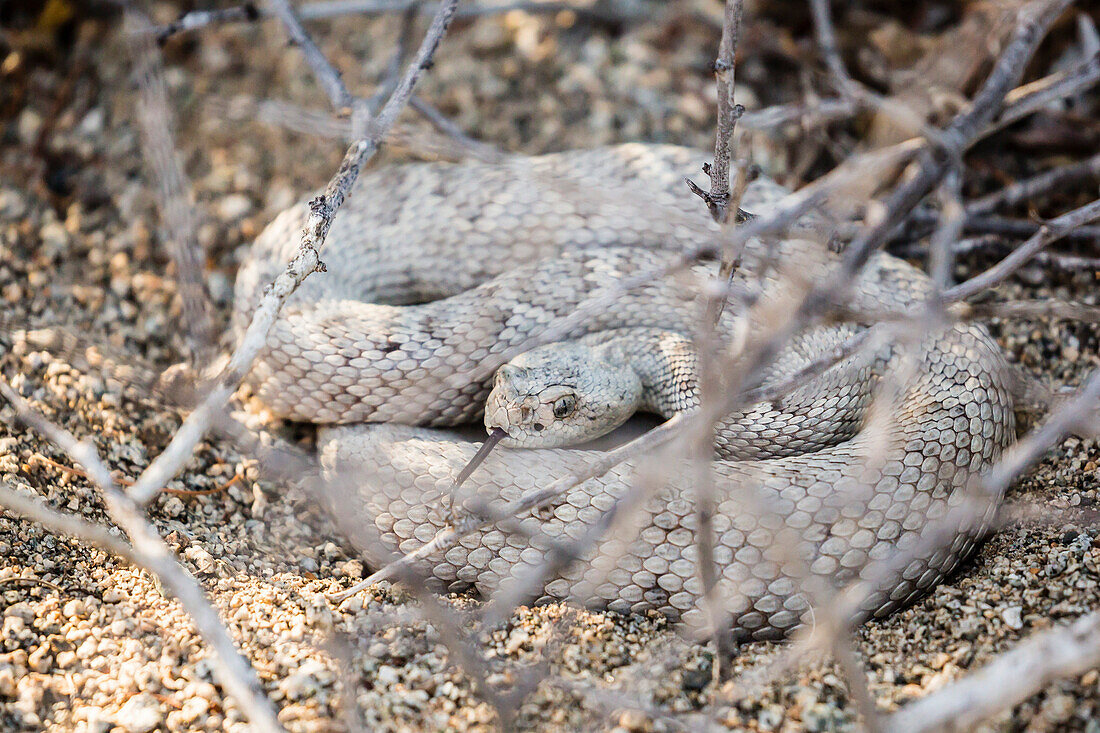 Ash colored morph of the endemic rattleless rattlesnake Crotalus catalinensis, Isla Santa Catalina, Baja California Sur, Mexico, North America