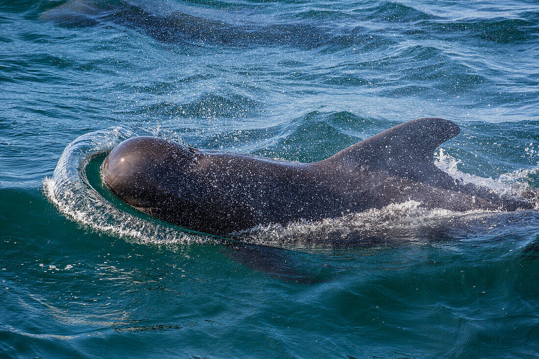 Short-finned pilot whale Globicephala macrorhynchus surfacing near Isla San Pedro Martir, Baja California, Mexico, North America