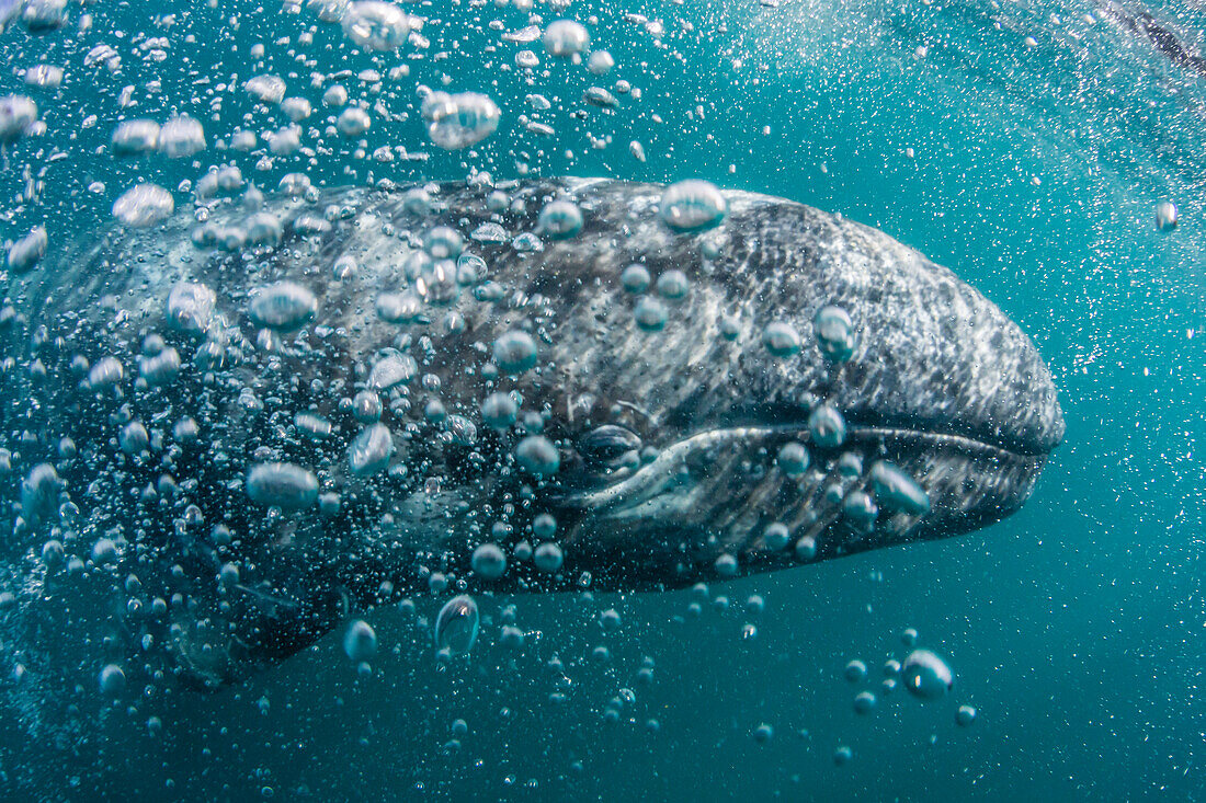 California gray whale Eschrichtius robustus calf underwater in San Ignacio Lagoon, Baja California Sur, Mexico, North America