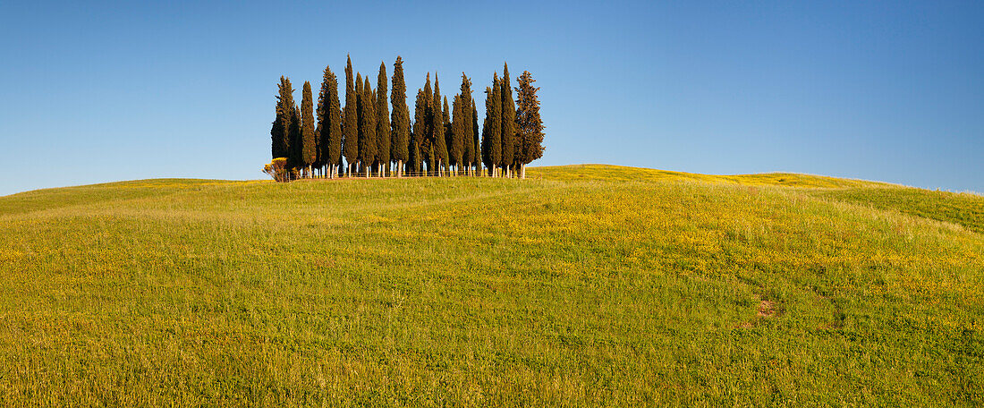 Group of cypress trees, near San Quirico, Val d'Orcia Orcia Valley, UNESCO World Heritage Site, Siena Province, Tuscany, Italy, Europe