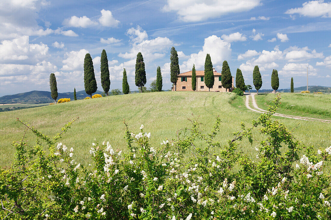 Farm house with cypress trees, near Pienza, Val d'Orcia Orcia Valley, UNESCO World Heritage Site, Siena Province, Tuscany, Italy, Europe