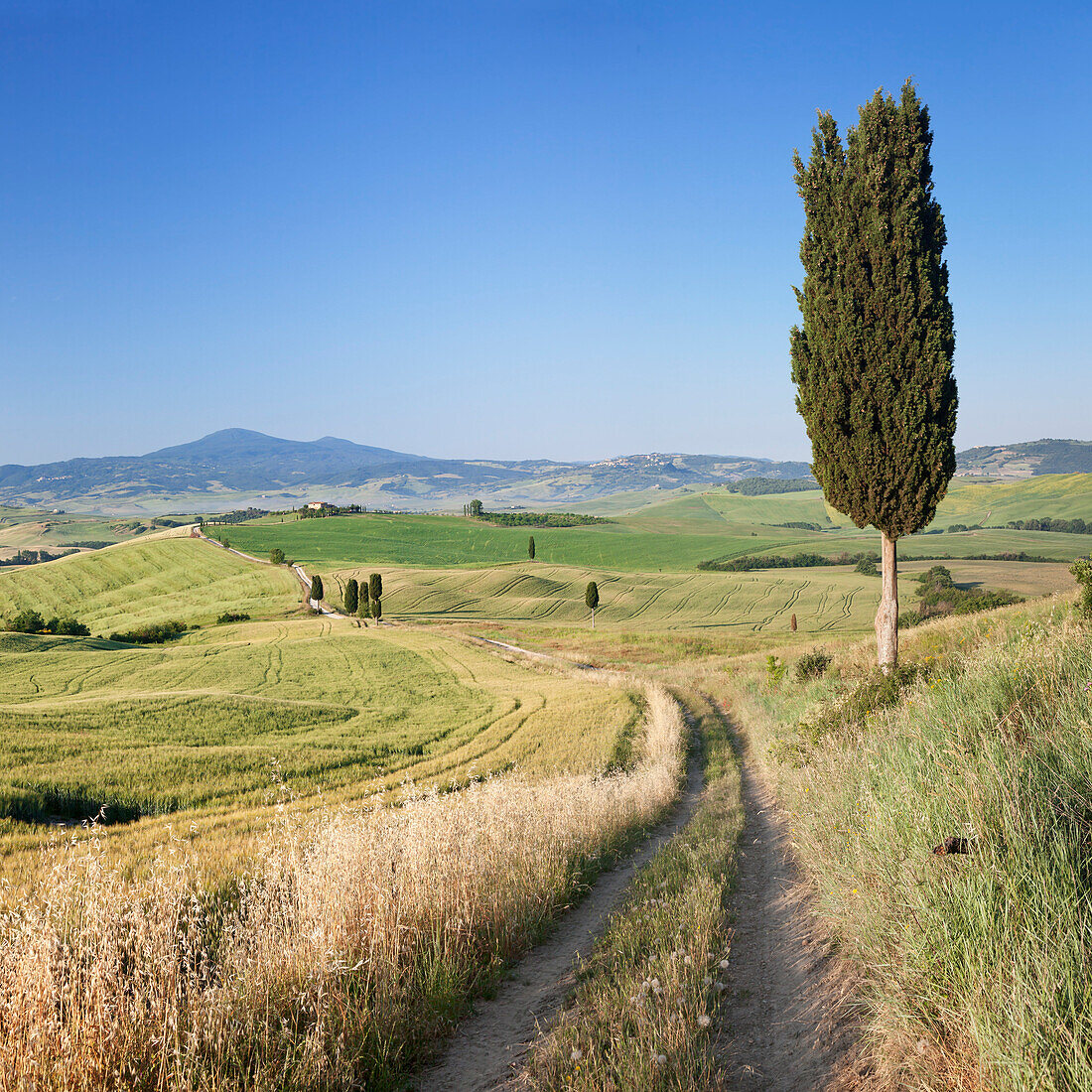 Tuscan landscape with cypress trees, near Pienza, Val d'Orcia Orcia Valley, UNESCO World Heritage Site, Siena Province, Tuscany, Italy, Europe
