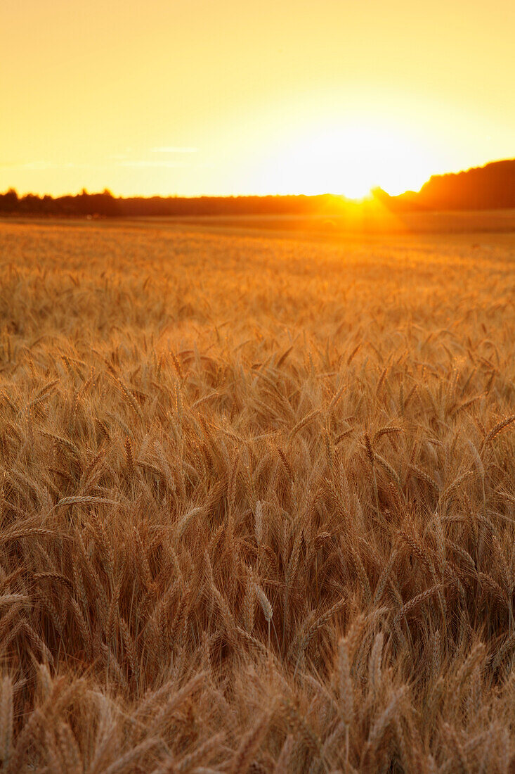 Cornfield in summer at sunset, Swabian Alps, Baden-Wurttemberg, Germany, Europe