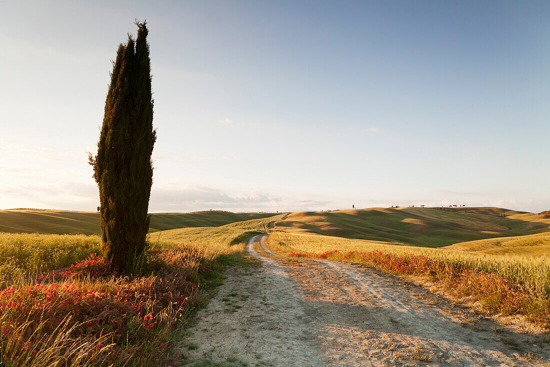 Tuscan landscape with cypress tree, near San Quirico, Val d'Orcia Orcia Valley, UNESCO World Heritage Site, Siena Province, Tuscany, Italy, Europe