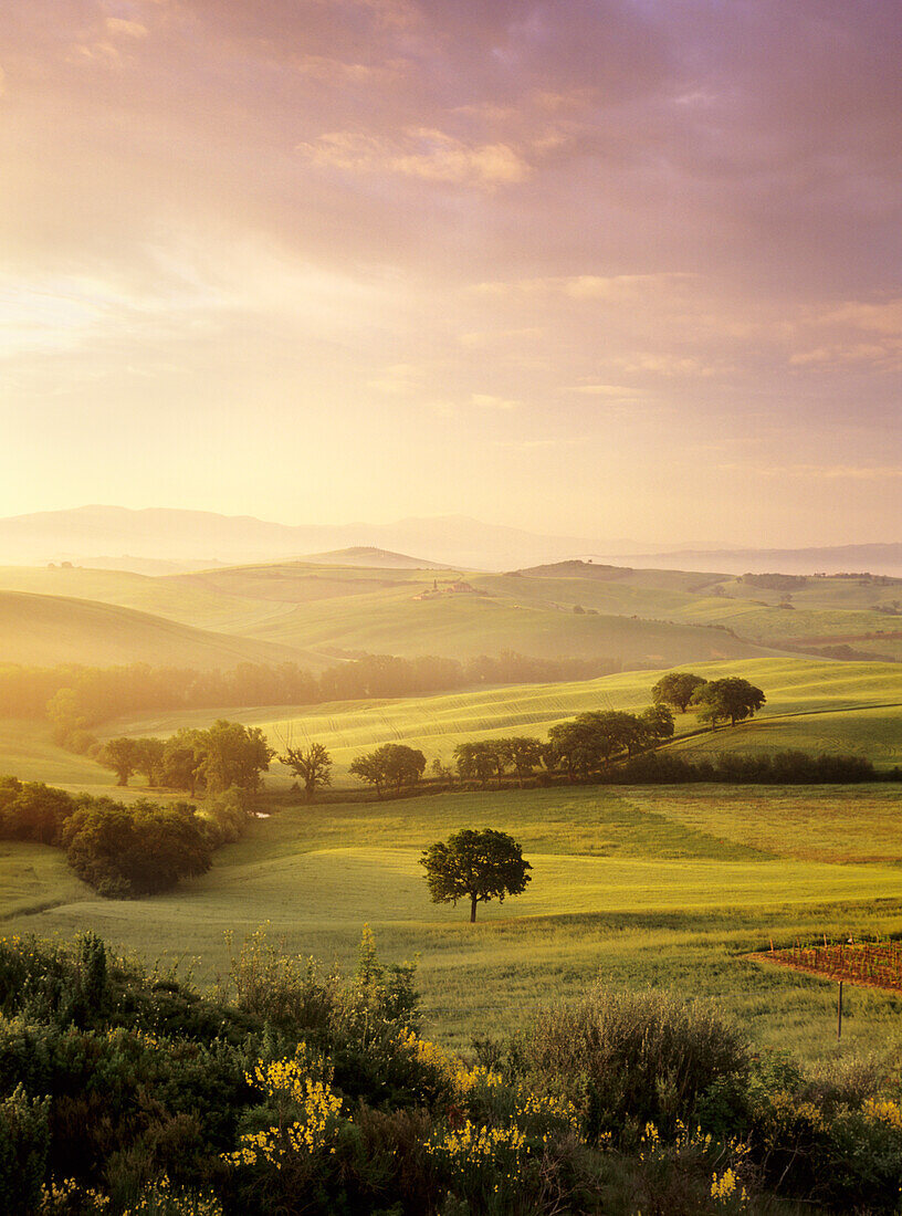 Sunrise at Val d'Orcia, near San Quirico, Val d'Orcia Orcia Valley, UNESCO World Heritage Site, Siena Province, Tuscany, Italy, Europe