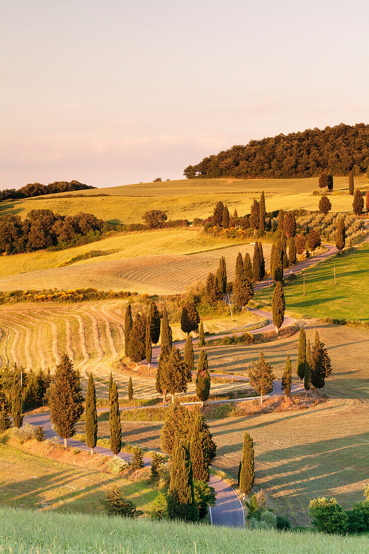 Road liend with cypresses, Monticchiello, Val d'Orcia Orcia Valley, UNESCO World Heritage Site, Siena Province, Tuscany, Italy, Europe