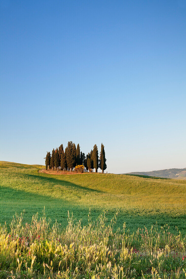 Group of Cypress trees, near San Quirico, Val d'Orcia Orcia Valley, UNESCO World Heritage Site, Siena Province, Tuscany, Italy, Europe