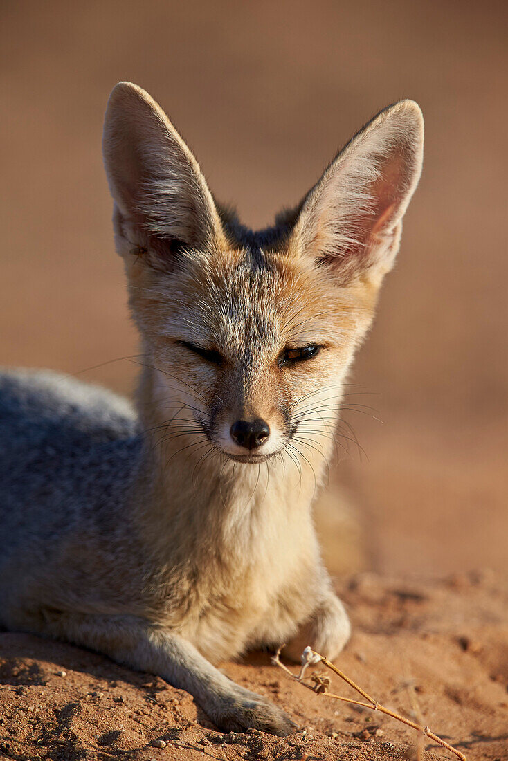 Cape fox Cama fox silver-backed fox Vulpes chama, Kgalagadi Transfrontier Park, encompassing the former Kalahari Gemsbok National Park, South Africa, Africa