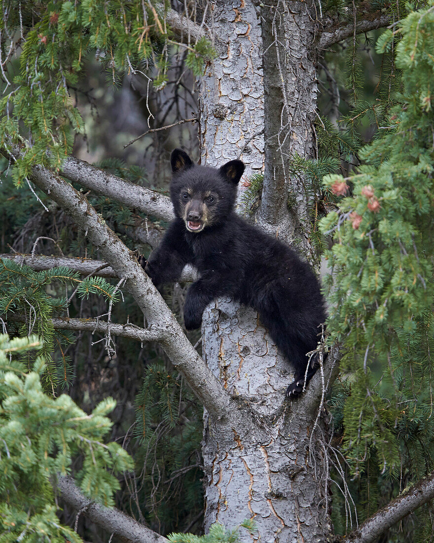 Black bear Ursus americanus cub of the year in a tree, Yellowstone National Park, Wyoming, United States of America, North America
