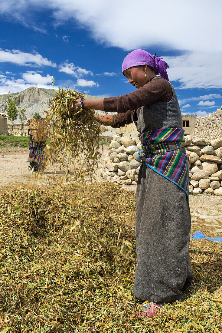 Tibetische Frau trennt mithilfe des im Kali Gandaki jeden Tag auffrischenden Windes die Spreu vom Weizen, Tsarang, Charang, tibetische Ortschaft mit buddhistischem Kloster am Kali Gandaki Tal, dem tiefsten Tal der Welt, fruchtbare Felder gibt es in der Ho
