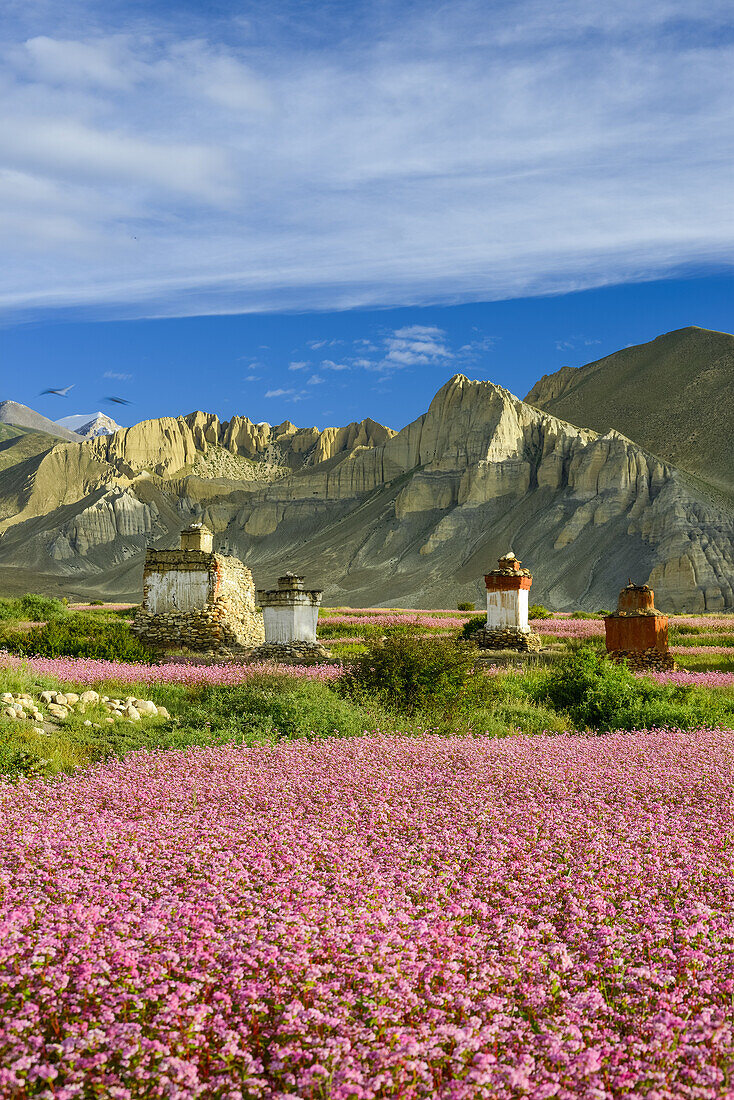 Stupas und Choerten in Tsarang, Charang, tibetische Ortschaft mit buddhistischem Kloster am Kali Gandaki Tal, dem tiefsten Tal der Welt, fruchtbare Felder gibt es in der Hochwueste nur durch ein ausgekluegeltes Bewaesserungssystem, Mustang, Nepal, Himalay