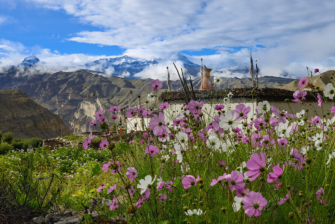 Blumen in Ghiling, Geling, tibetische Ortschaft am Kali Gandaki Tal, dem tiefsten Tal der Welt, fruchtbare Felder gibt es in der Hochwueste nur durch ein ausgekluegeltes Bewaesserungssystem, Mustang, Nepal, Himalaya, Asien