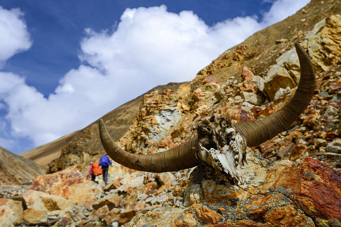 Zwei Wanderer, Trekker, ein Yak, Jak Geweih auf dem Weg von Nar ueber den Teri La ins Mustang, Nepal, Himalaya, Asien