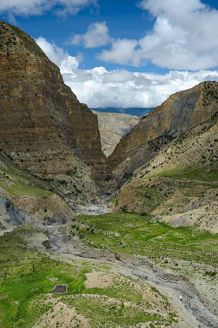 Yak Kohla on the way from Nar over Teri Tal to Mustang, Nepal, Himalaya, Asia