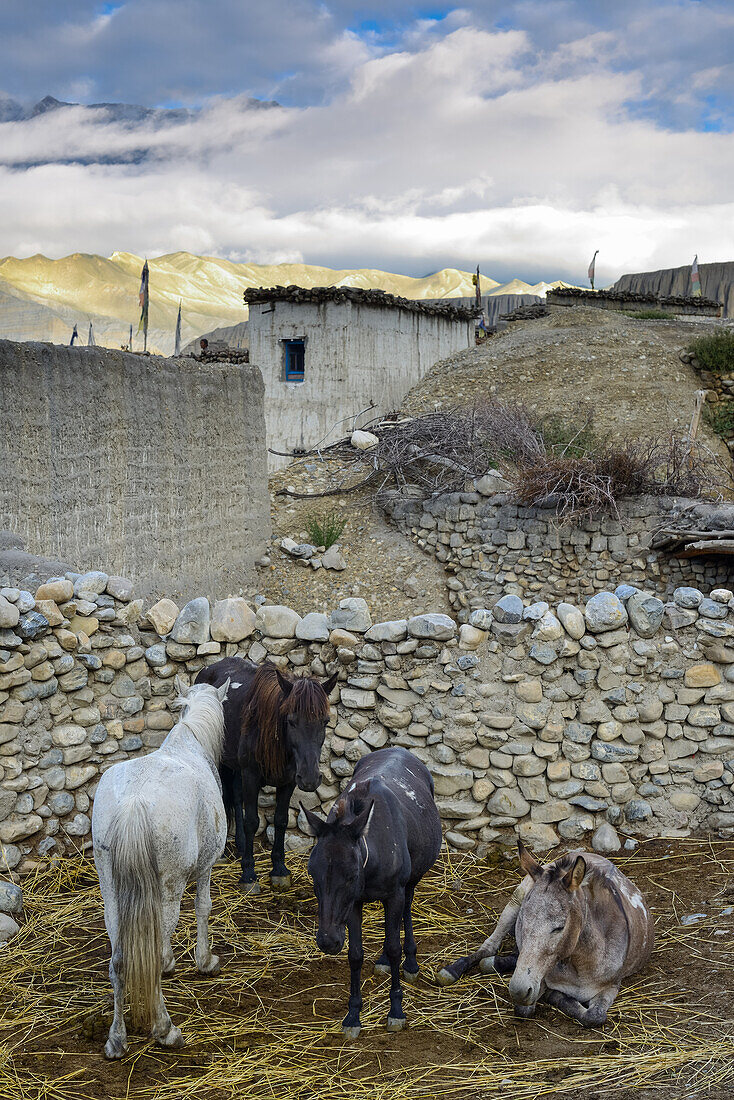 Vier Pferde, Maultiere in Tangge, tibetische Ortschaft mit buddhistischem Kloster im Kali Gandaki Tal, dem tiefsten Tal der Welt, Mustang, Nepal, Himalaya, Asien