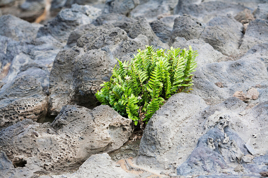 Fern Growing At The Volcanic Rocks Of The Beach At Hanga Poukura, Rapa Nui Easter Island, Chile