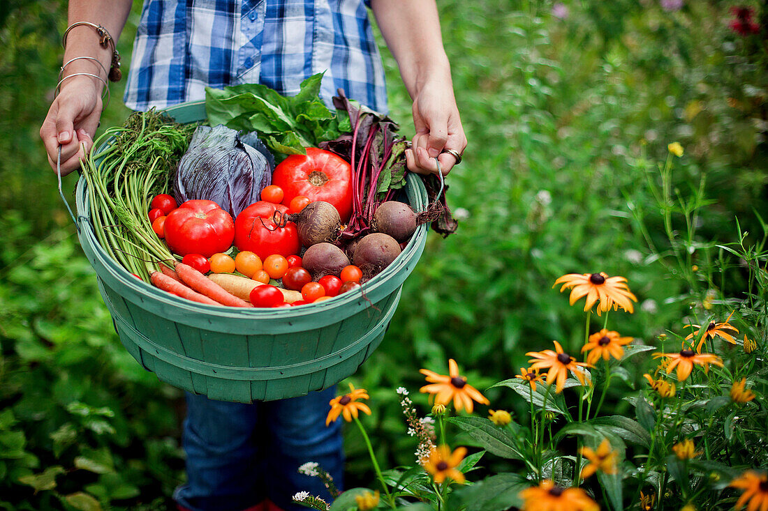 Gärtnerin beim Pflücken von Gemüse im Garten