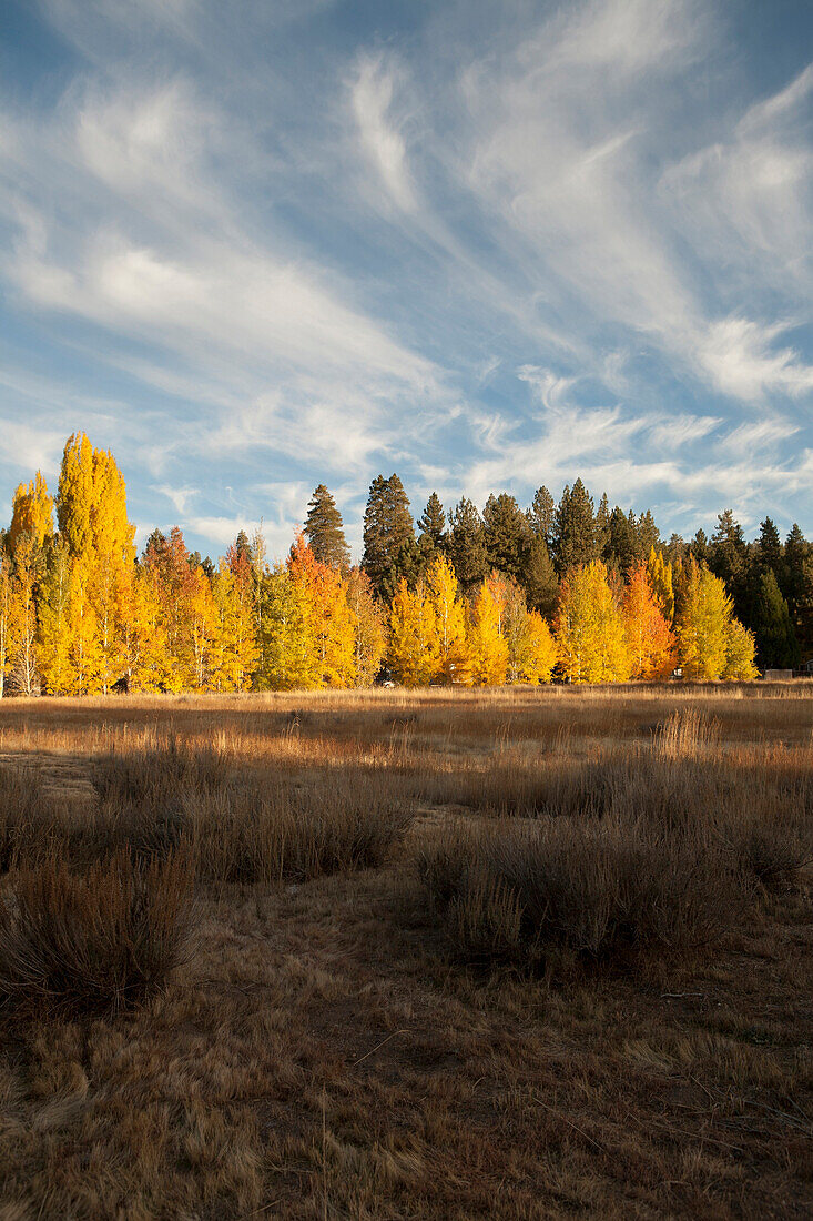 Autumn trees in remote field
