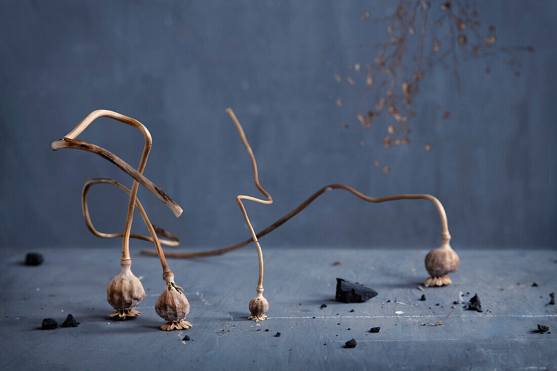 Dried plant bulbs on counter top