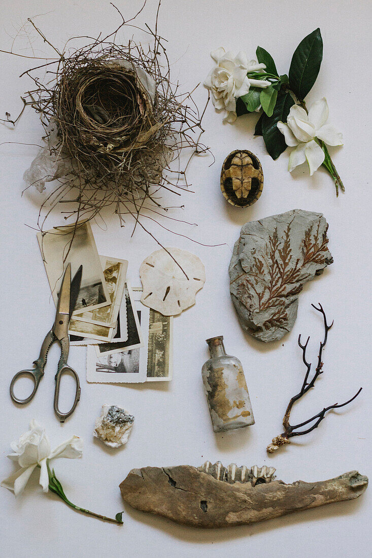 Vintage photographs, nest, scissors and natural objects