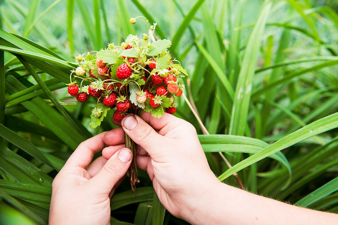 Close up of hands holding strawberry buds