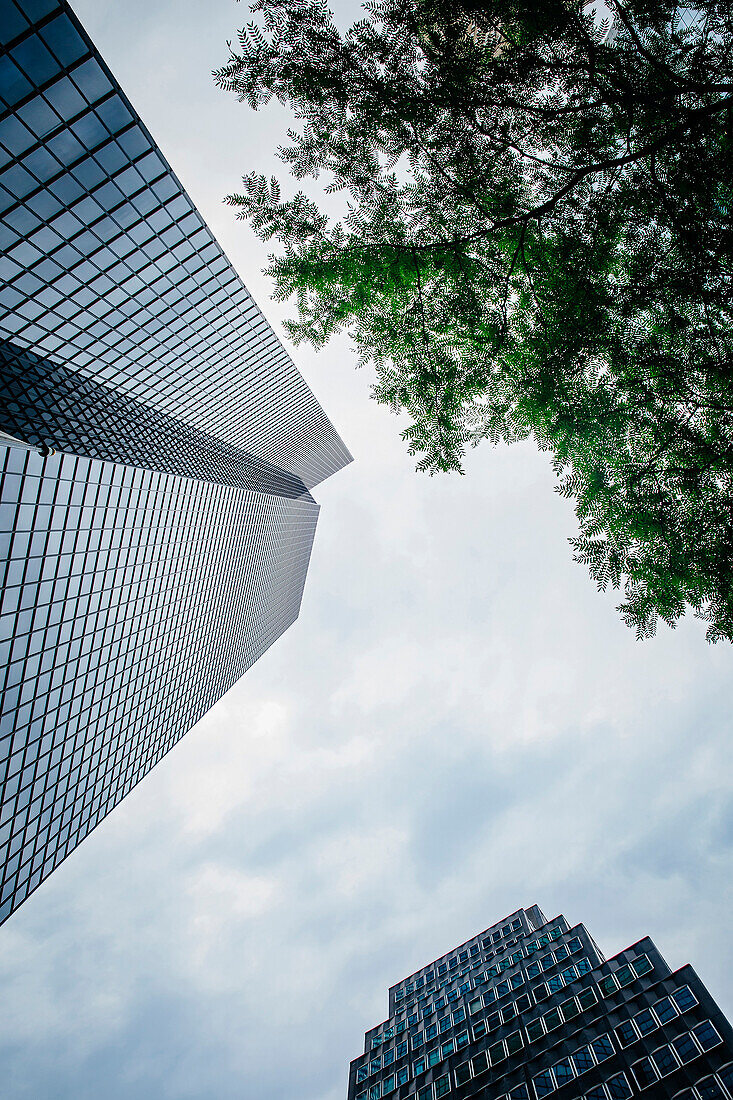 Low angle view of high rise buildings and tree under cloudy sky