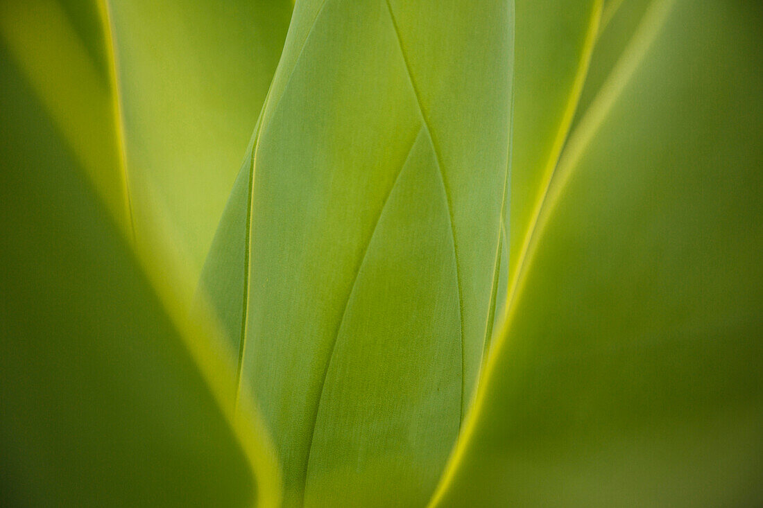 Close up of green leaves growing on plant