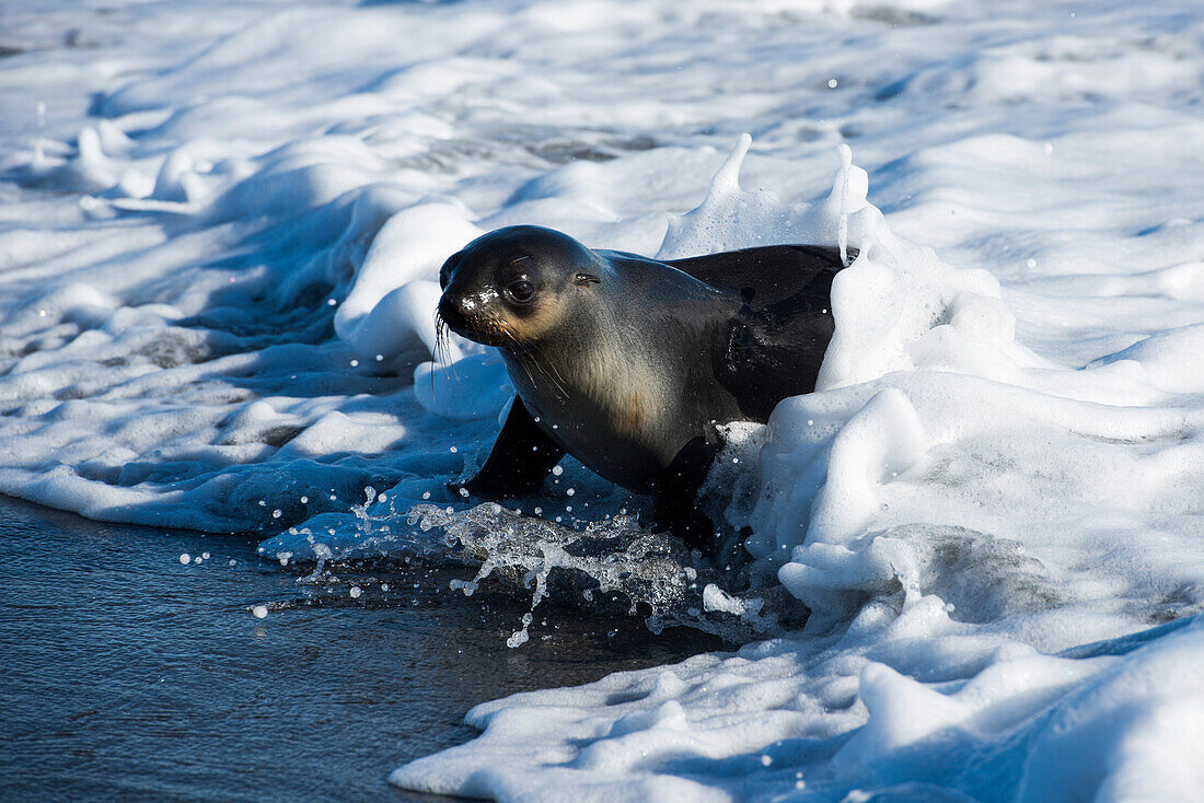 Female Fur seal in surf, Salisbury Plain, South Georgia Island, Antarctica