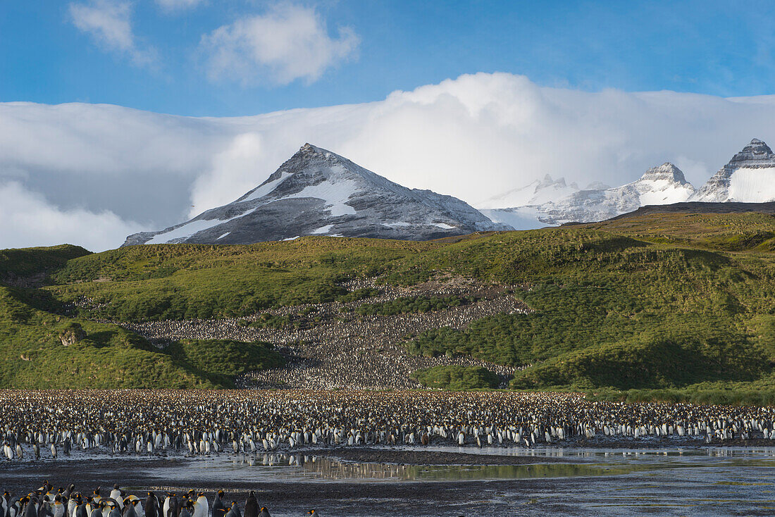 South Georgia's largest colony of King penguins Aptenodytes patagonicus, Salisbury Plain, South Georgia Island, Antarctica