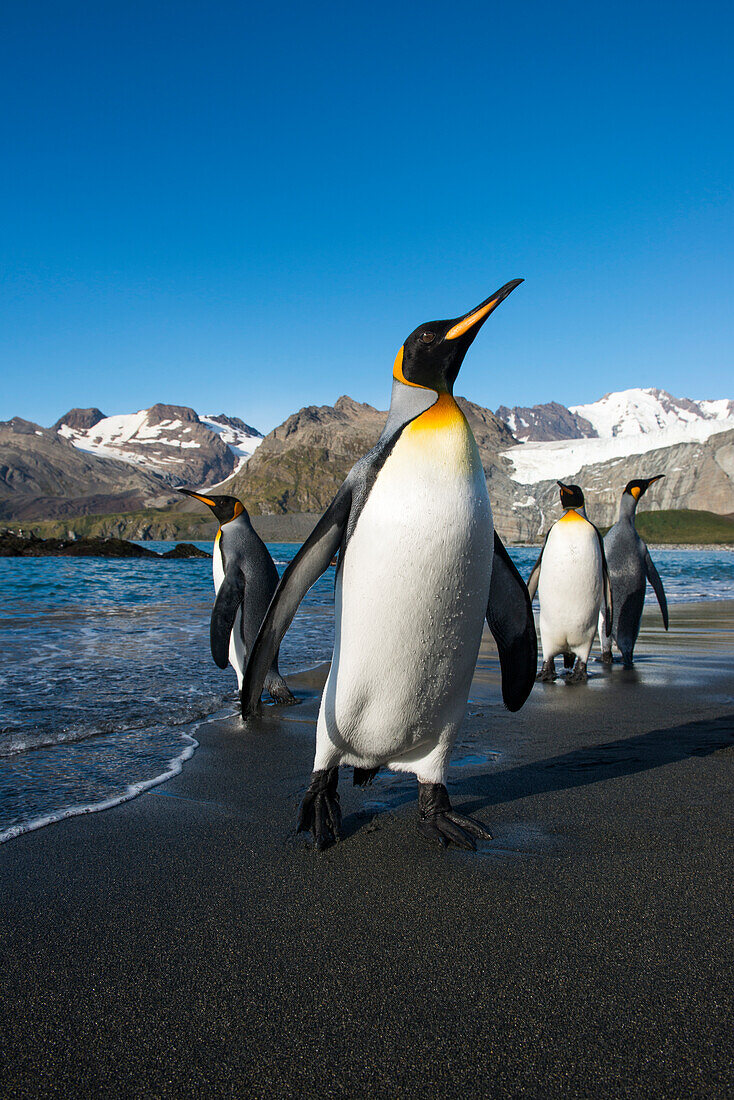 King penguins Aptenodytes patagonicus on beach, Gold Harbour, South Georgia Island, Antarctica