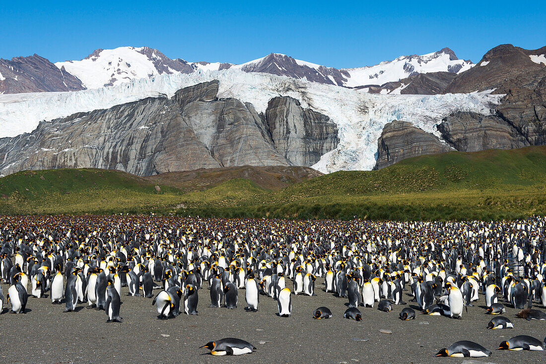 Colony of King penguins Aptenodytes patagonicus on beach with mountain backdrop, Gold Harbour, South Georgia Island, Antarctica