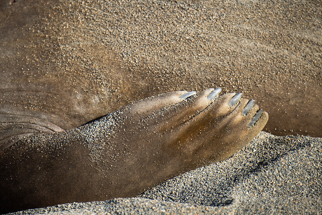 Suedlicher See-Elefant Mirounga leonina beschmeisst sich selbst mit Sand, Moltke Harbour, Suedgeorgien, Antarktis