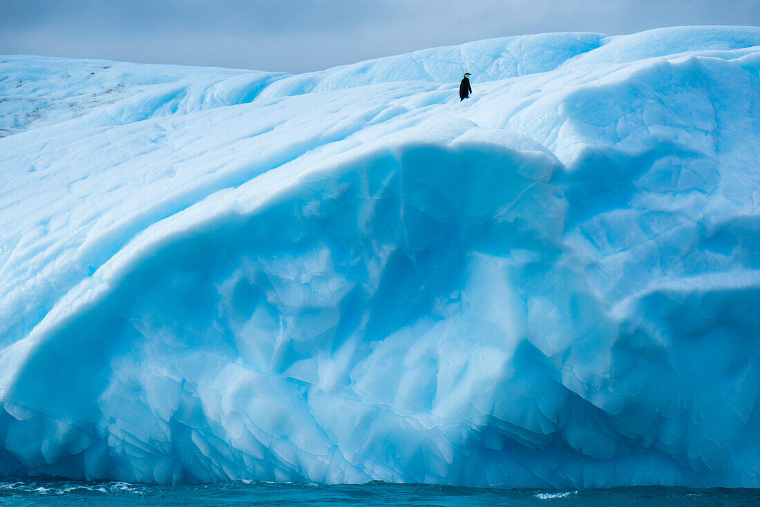 A lone Chinstrap penguin Pygoscelis antarctica on an iceberg, near South Orkney Islands, Antarctica