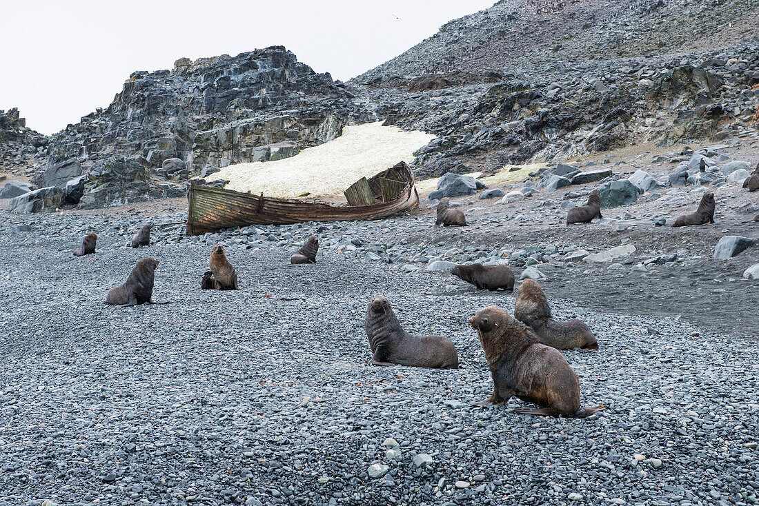Fur seals on a rocky beach with wooden shipwreck, Half Moon Island, South Shetland Islands, Antarctica