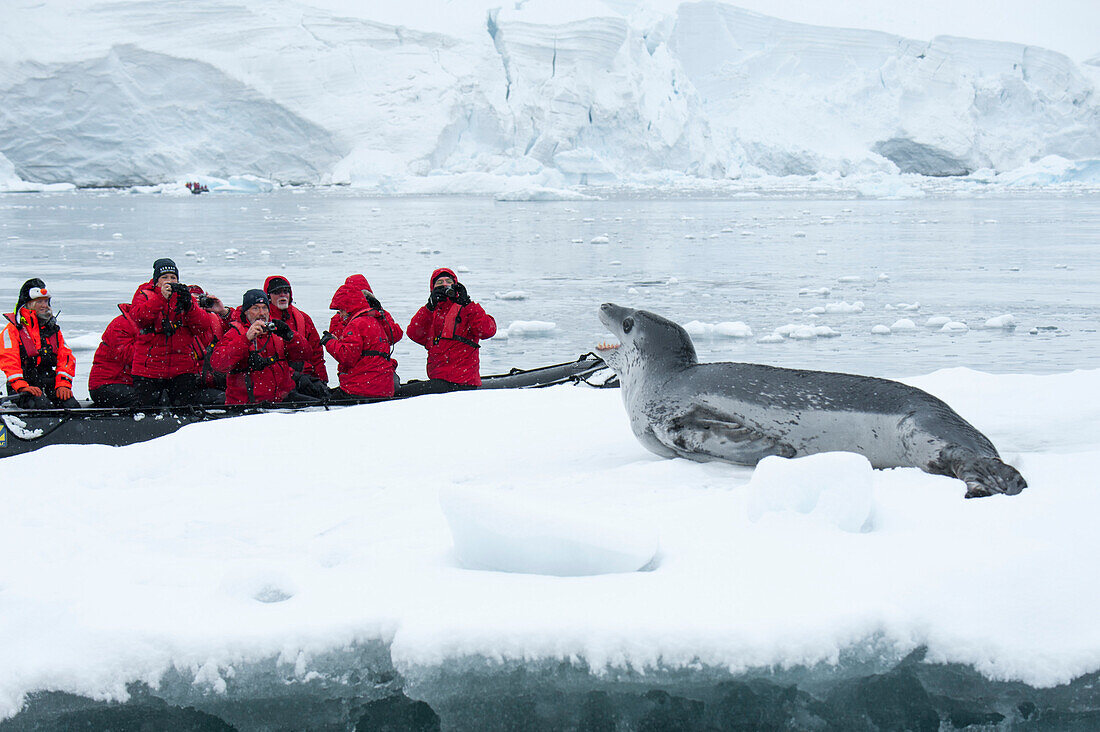 Passengers in a Zodiac raft from expedition cruise ship MS Hanseatic Hapag-Lloyd Cruises get a closer look at a resting Sea leopard Hydrurga leptonyx on an ice floe, Paradise Bay Paradise Harbor, Danco Coast, Graham Land, Antarctica