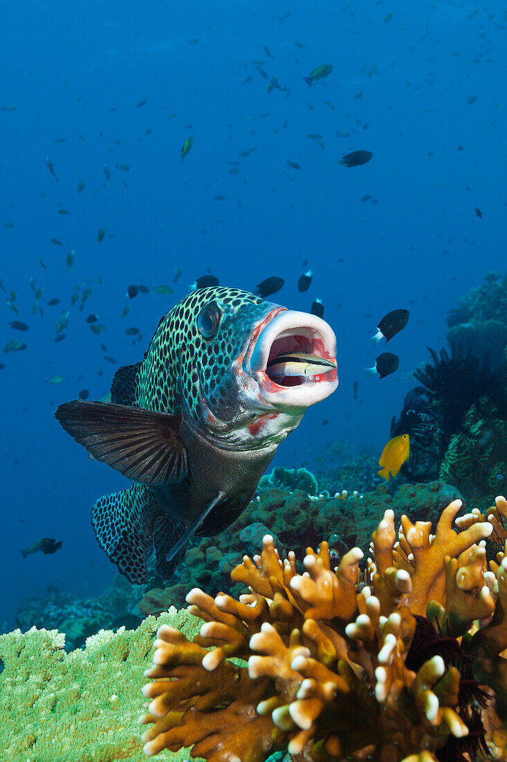 Harlequin Sweetlips cleaned by Cleaner Wrasse, Plectorhinchus chaetodonoides, Komodo National Park, Indonesia