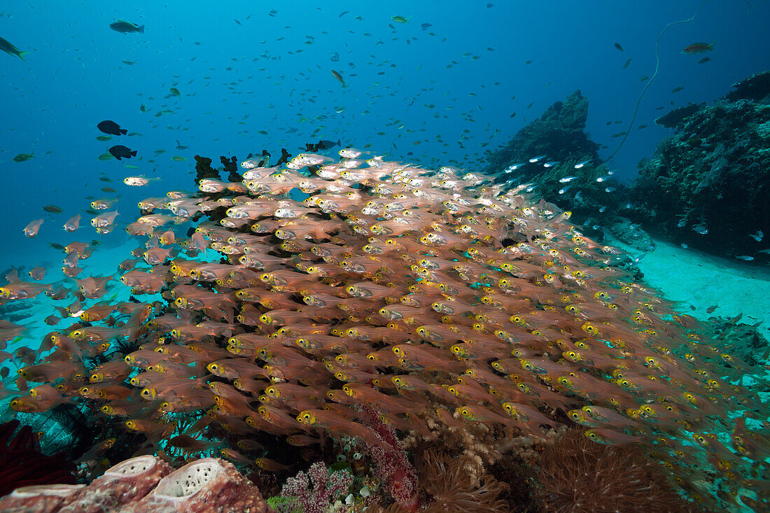 Glassy Sweepers in Coral Reef, Parapriacanthus ransonneti, Komodo National Park, Indonesia
