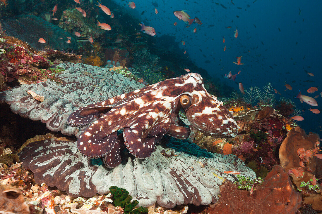 Day Octopus, Octopus cyanea, Komodo National Park, Indonesia