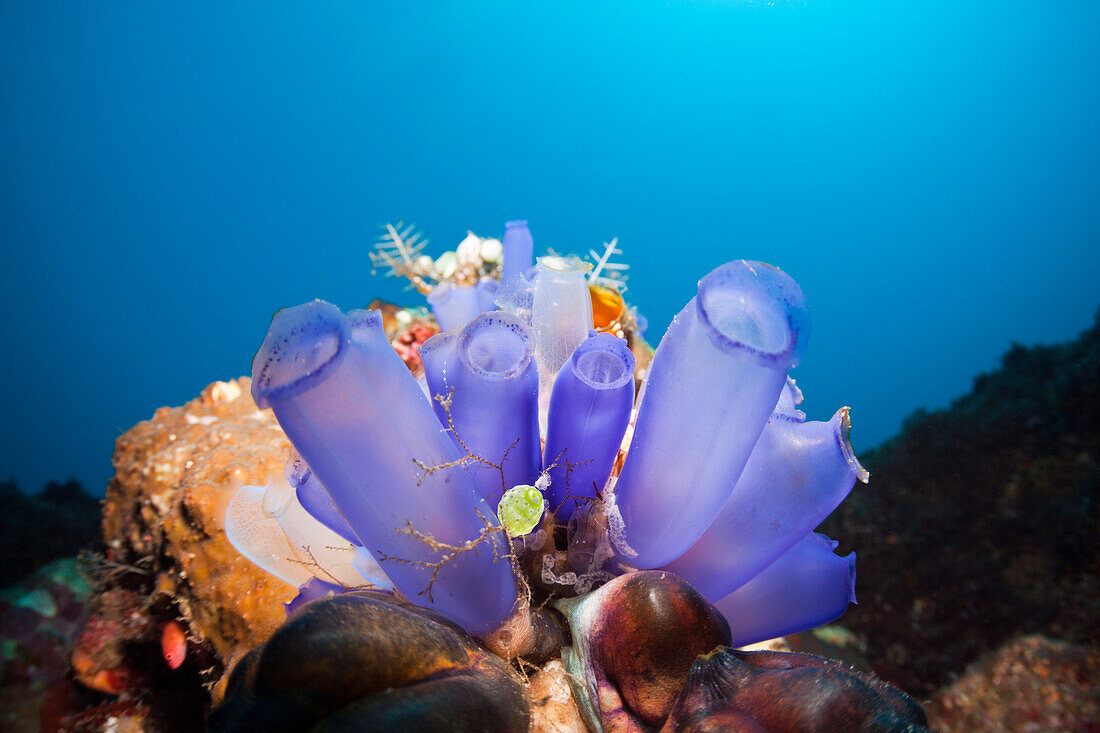 Blue Tunicates in Coral Reef, Rhopalaea morph, Bali, Indonesia
