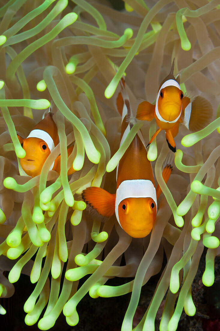 Orange-Ringel-Anemonenfische, Amphiprion ocellaris, Bali, Indonesien