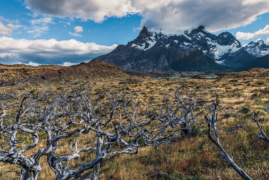Dead trees in front of Cuernos del Paine, Torres del Paine National Park, Chilean Patagonia, Chile, South America