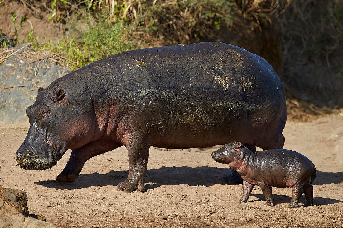 Hippopotamus Hippopotamus amphibius mother and baby out of the water, Serengeti National Park, Tanzania, East Africa, Africa