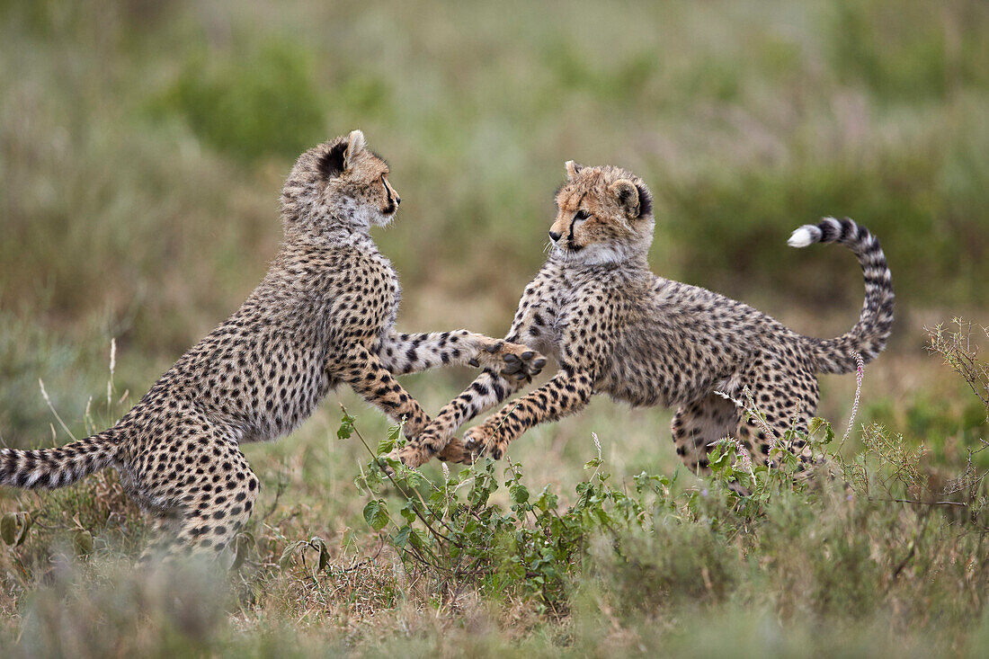 Cheetah Acinonyx jubatus cubs playing, Serengeti National Park, Tanzania, East Africa, Africa