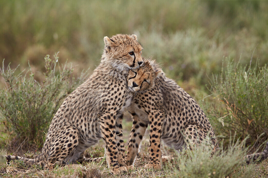 Cheetah Acinonyx jubatus cubs, Serengeti National Park, Tanzania, East Africa, Africa