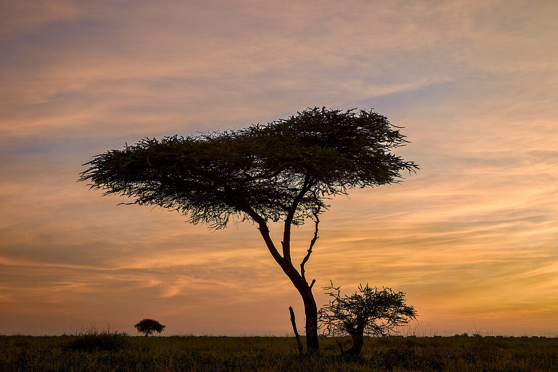 Acacia tree and clouds at dawn, Ngorongoro Conservation Area, UNESCO World Heritage Site, Serengeti, Tanzania, East Africa, Africa