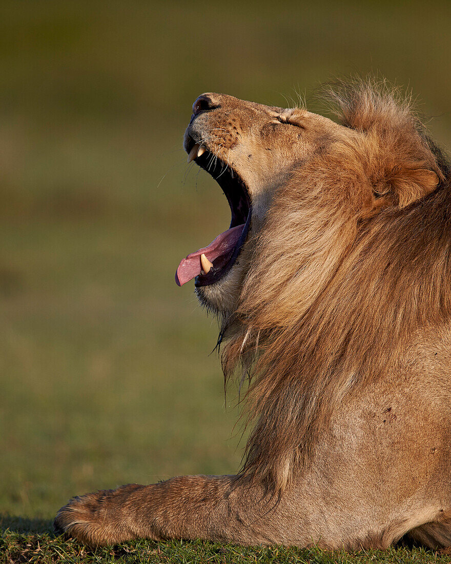 Lion Panthera leo yawning, Ngorongoro Conservation Area, UNESCO World Heritage Site, Serengeti, Tanzania, East Africa, Africa