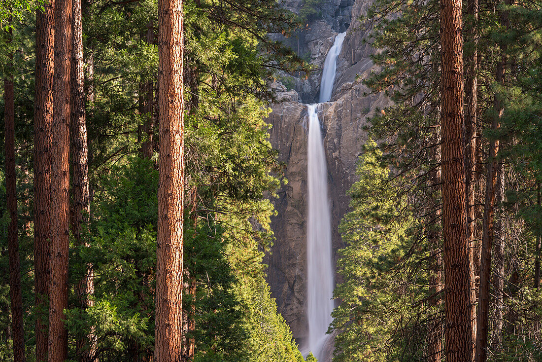 Lower Yosemite Falls through the conifer trees of Yosemite Valley, UNESCO World Heritage Site, California, United States of America, North America