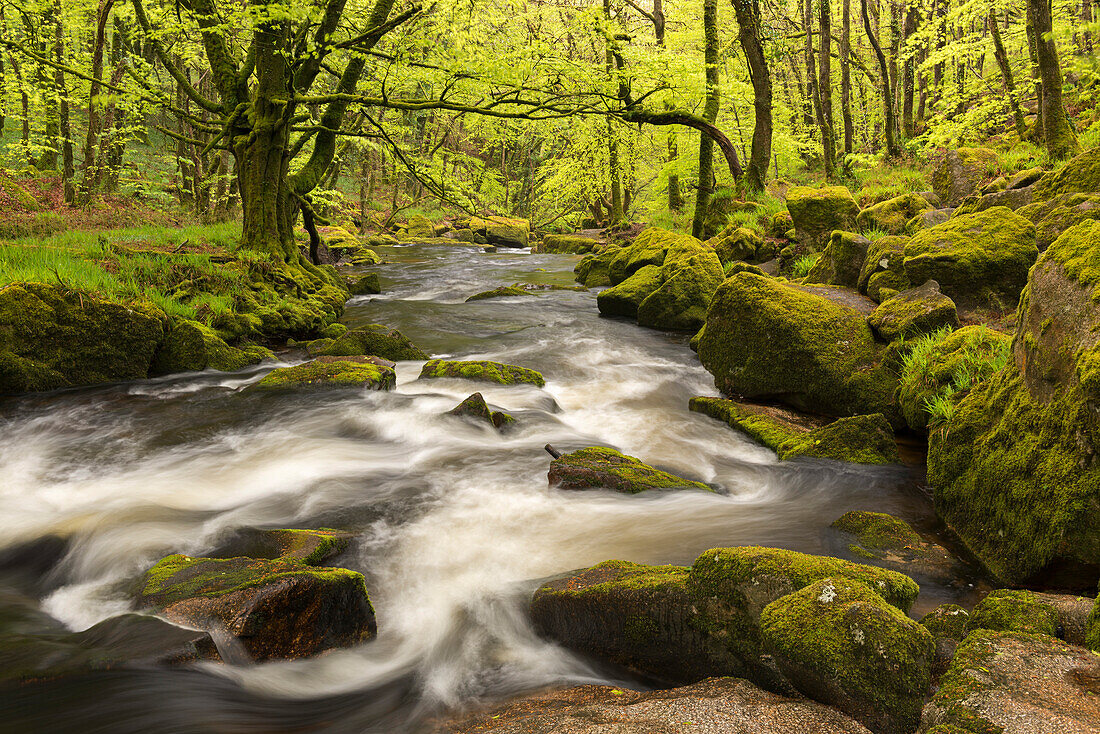 The River Fowey flowing through Golitha Falls, Bodmin Moor, Cornwall, England, United Kingdom, Europe