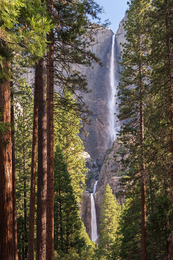 Yosemite Falls through the conifer woodlands of Yosemite Valley, UNESCO World Heritage Site, California, United States of America, North America