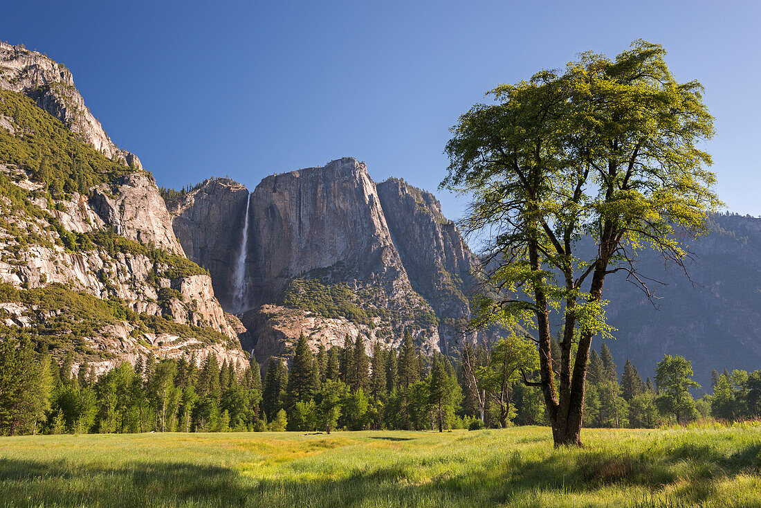 Cooks Meadow and Yosemite Falls, Yosemite Valley, UNESCO World Heritage Site, California, United States of America, North America